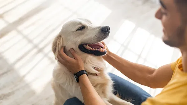 feeling frazzled dog best therapy