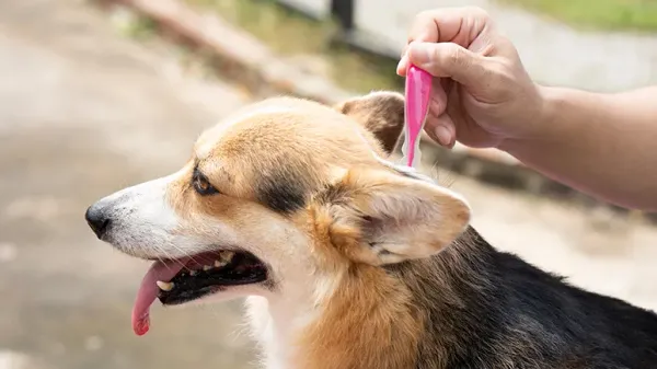 flea and tick treatments