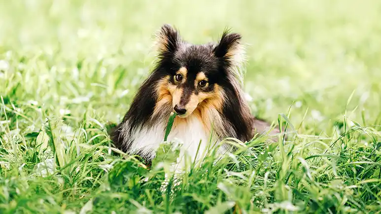 grass eating dogs