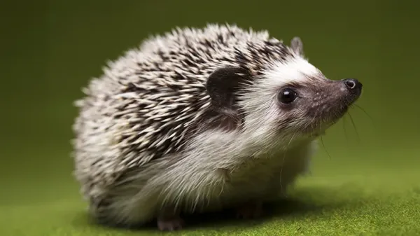 hedgehogs