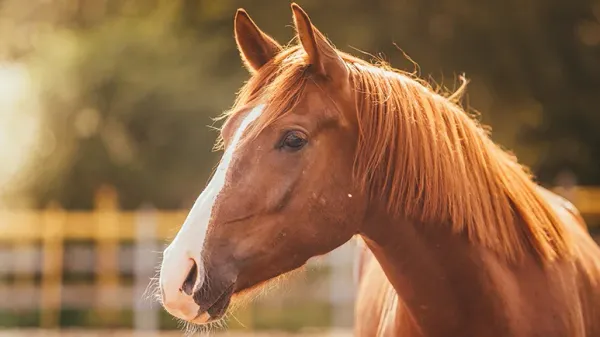 horse intelligence
