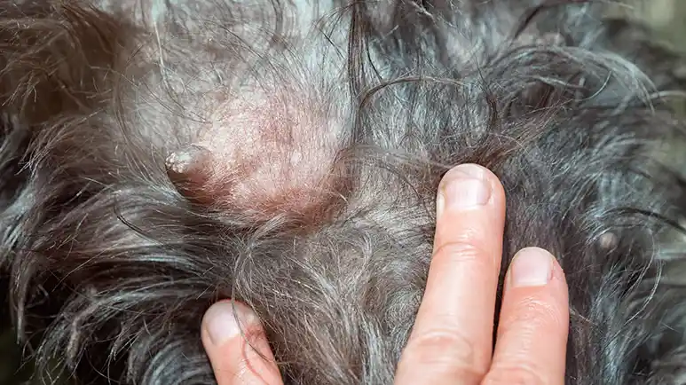 mammary tumors dogs