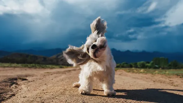 reasons dogs shake