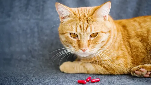 serotonin syndrome cats