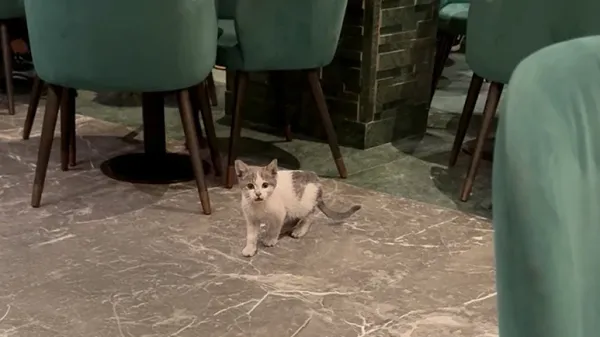 stray kitten finds home and the love of his life