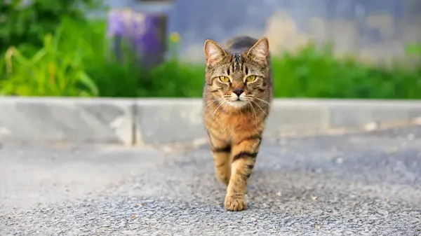 stray or feral cat