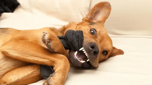 why your dog guards