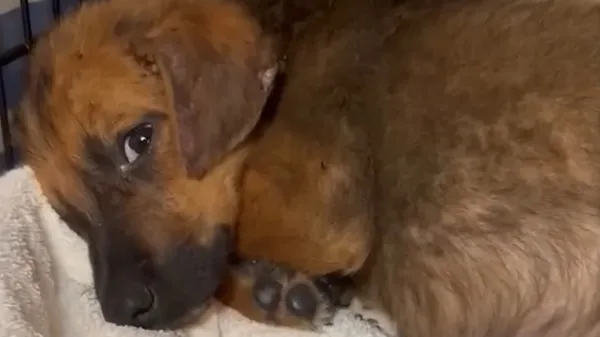 abandoned puppy opens presents with pure joy