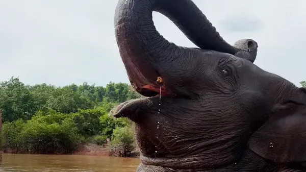 baby elephant runs to thank her rescuer