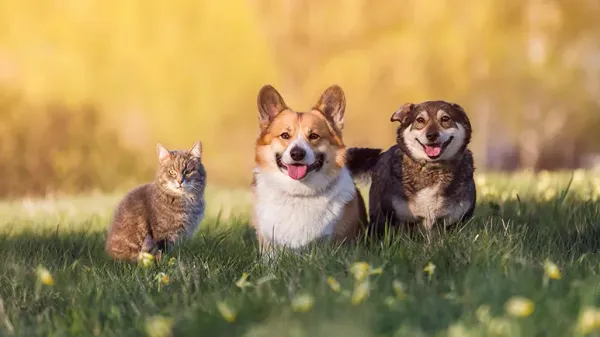 dog cat weight related conditions