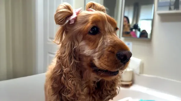 dogs hair grows so long mom styles it daily