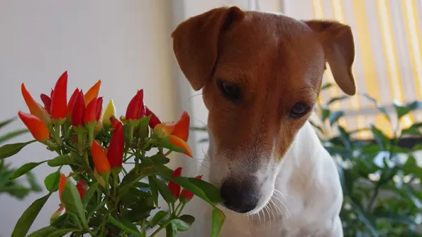 dogs spicy food