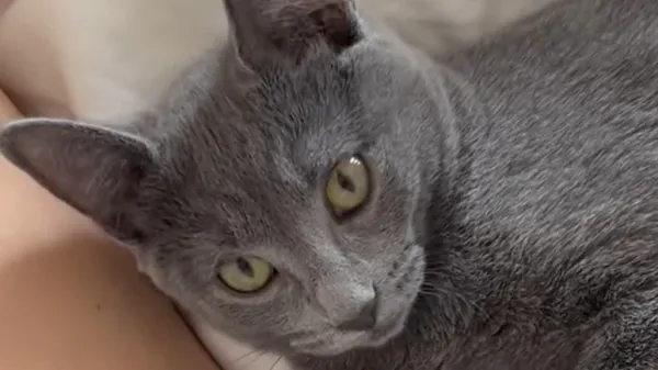 hissing kitten finds comfort in a purrito