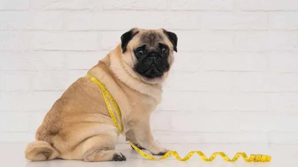 obesity related pet diseases