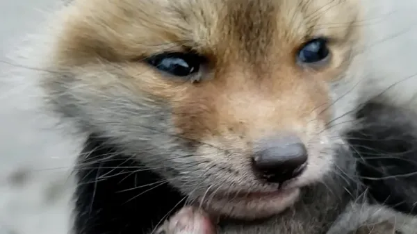 orphaned baby foxes meet and cant stop playing