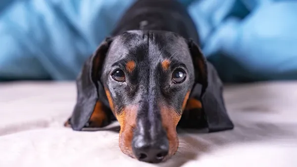 short legged dogs