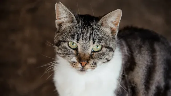 stray or feral cat