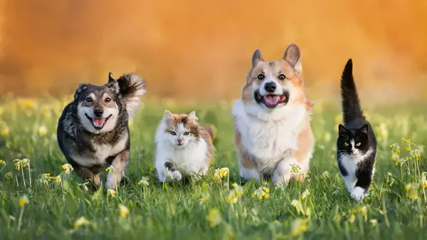 hidden role detox pet healing