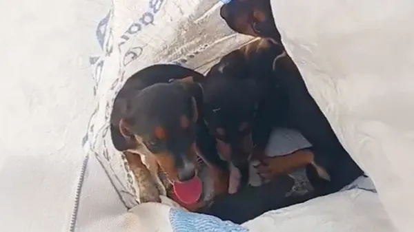 left in a bag saved just in time