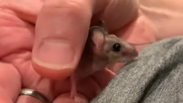 man nurses tiny baby mouse back to life