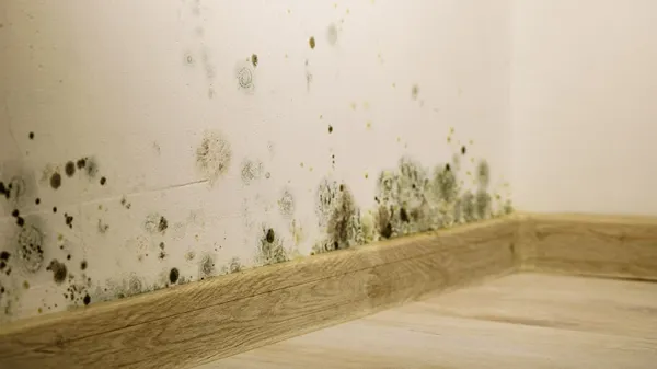 mold dangers for pets