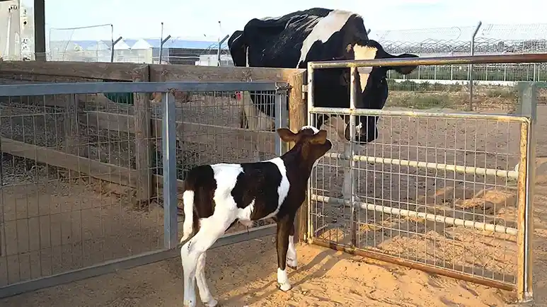 orphan calf finds a loving mother