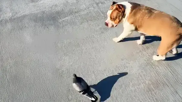 pigeon and pit bull are inseparable best friends