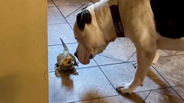 pittie finds the most unexpected best friend