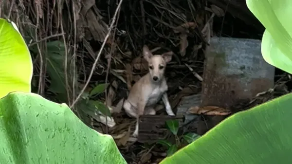 rescuers save tiny three legged jungle puppy