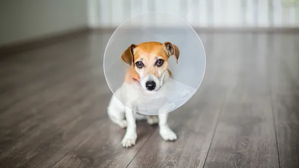 spaying neutering dog health