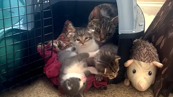 stray cat breaks into apartment to have her kittens