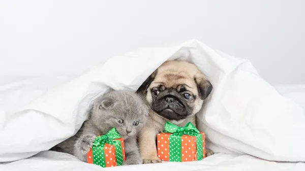 5 basic steps to improve pet health