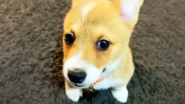 7 year old writes cutest letter for a puppy