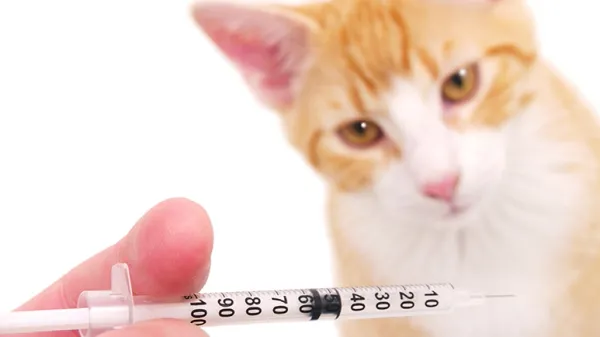 can cats get influenza