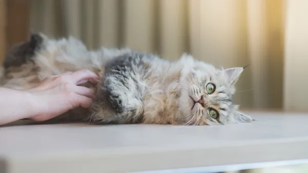 cat belly check saves lives