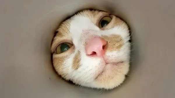 cat keeps outsmarting his parents for snacks