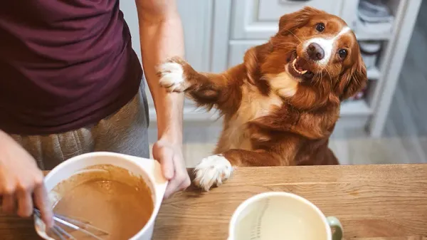 cinnamon safety for dogs