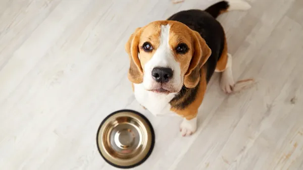 dog iodine thyroid health