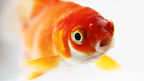 dumping pet goldfish