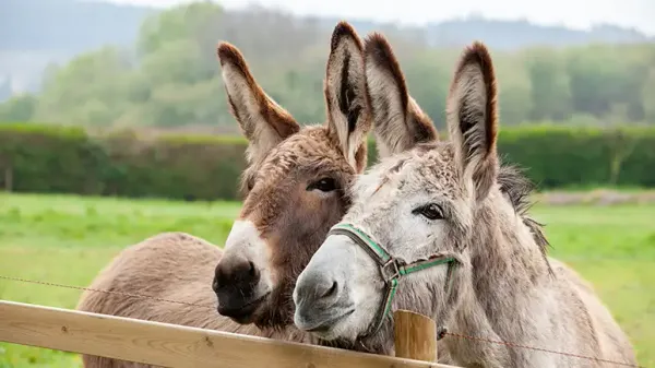 facts about donkeys