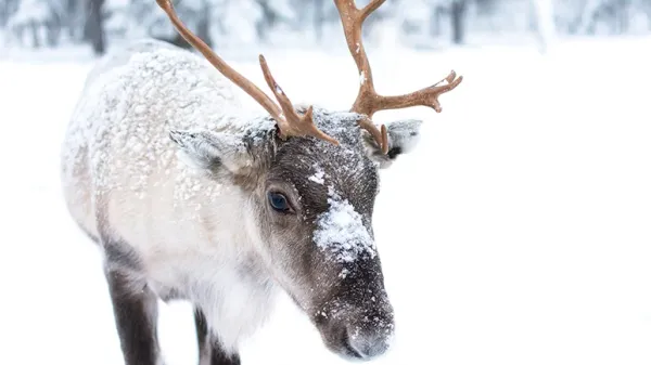 fascinating facts about reindeer