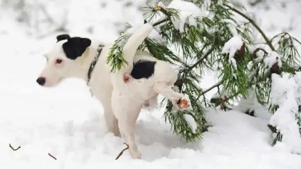 leaving dog  home alone