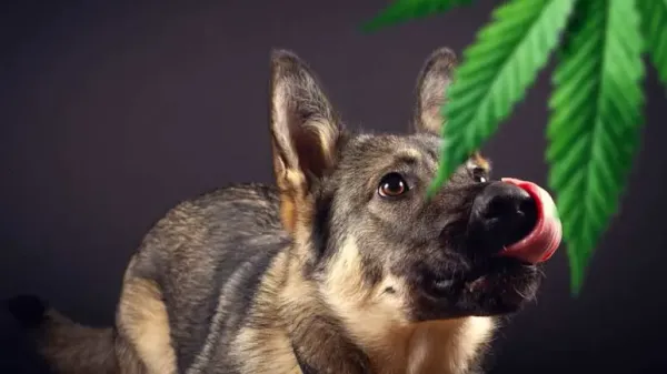 marijuana poisoning dogs