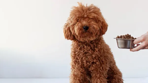 mycotoxins in dog food