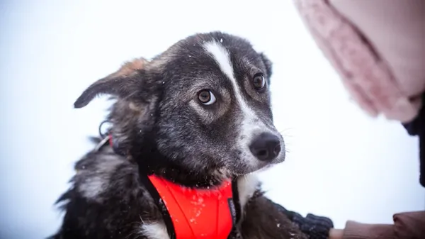 older dogs learning ability