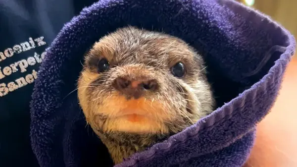 otter demands his nightly burrito wrap after bathtime