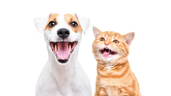 pet dental health tips
