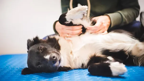 pet post operative massage