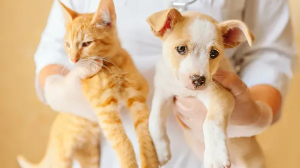 pets hypoparathyroidism