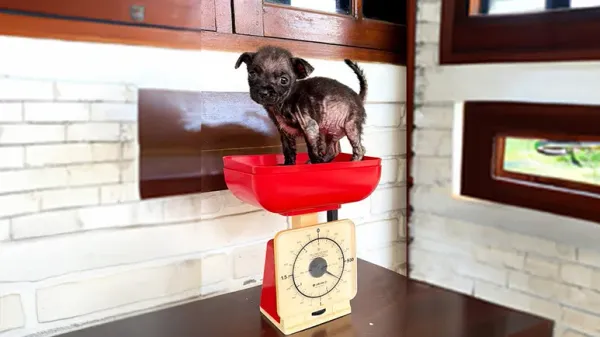 puppy found in chicken pen gets a second chance